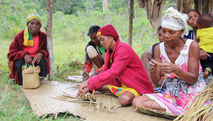 Brachypterolle Pittoide