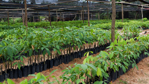 La pépinière : Des milliers d'arbres à planter